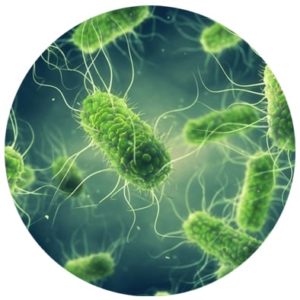 foods support bacterial growth